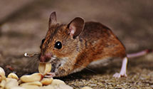 24 Hour & Emergency Exterminators in Taylorsville, CA